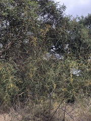 Acacia gillii
