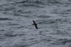 Hydrobates microsoma