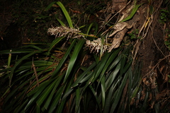 Helmholtzia glaberrima