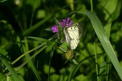 Parnassius mnemosyne