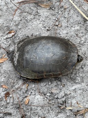 Deirochelys reticularia