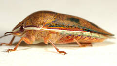 Coleotichus costatus