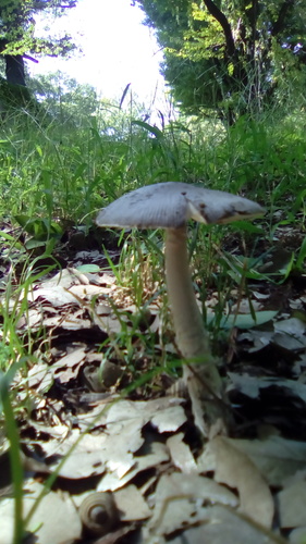 Amanita