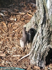 Leiocephalus carinatus