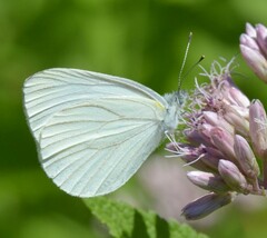 Pieris oleracea