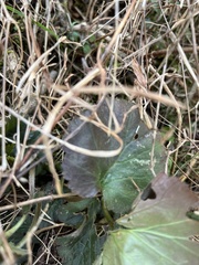 Geum virginianum