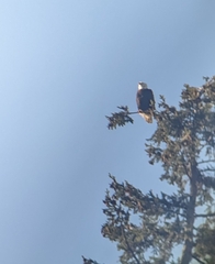 Haliaeetus leucocephalus washingtoniensis