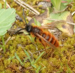 Dasyscolia ciliata