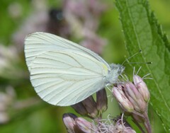 Pieris oleracea