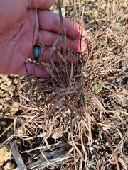 Bouteloua pectinata