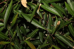 Elaeocarpus reticulatus