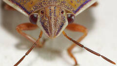 Coleotichus costatus