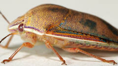 Coleotichus costatus