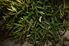 Elaeocarpus reticulatus