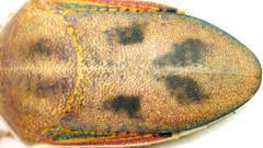 Coleotichus costatus