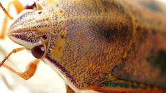 Coleotichus costatus