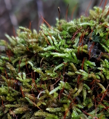 Rhynchostegium murale