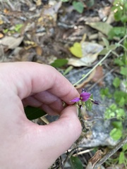 Talinum fruticosum