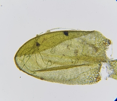 Rhynchostegium murale