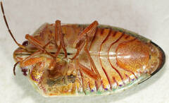 Coleotichus costatus