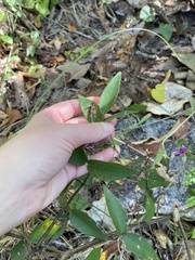 Talinum fruticosum