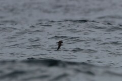 Hydrobates microsoma