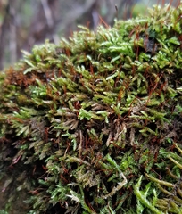 Rhynchostegium murale