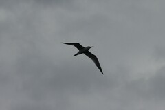 Thalasseus maximus