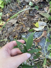Talinum fruticosum