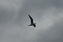 Thalasseus maximus