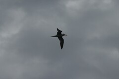 Thalasseus maximus