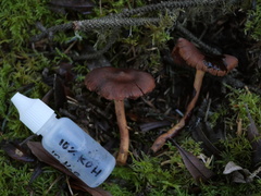 Cortinarius smithii