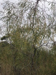 Acacia gillii