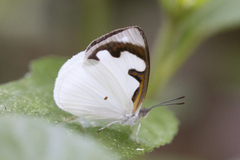Dynamine myrrhina