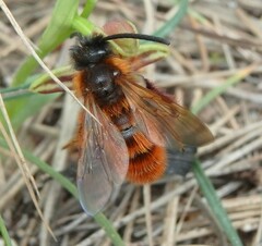 Dasyscolia ciliata