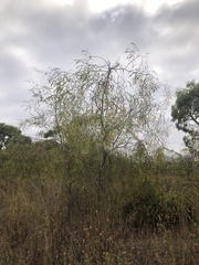 Acacia gillii