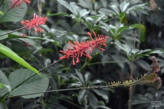 Odontonema
