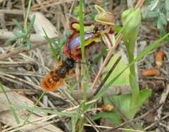 Dasyscolia ciliata