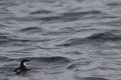 Synthliboramphus craveri