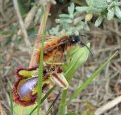 Dasyscolia ciliata