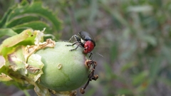 Cacoscelis nigripennis