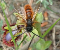 Dasyscolia ciliata