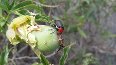 Cacoscelis nigripennis