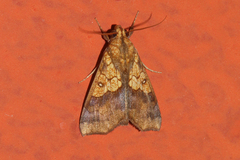 Anomis auragoides