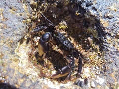 Pachygrapsus socius