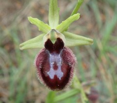 Ophrys sphegodes atrata