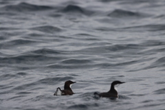 Synthliboramphus craveri