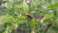 Cacoscelis nigripennis
