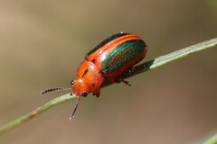 Calomela curtisi