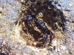 Pachygrapsus socius